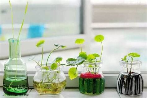 哪些 植物 可以 水 培